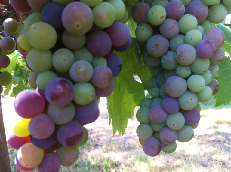 10497135 584692298319610 2121142655238197415 o 768x573