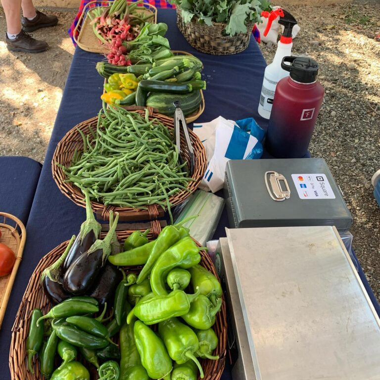 239666960 554161446012510 7194663866652550997 n 768x768