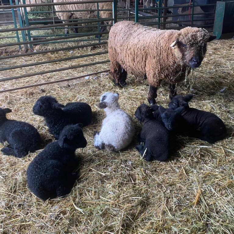 275286908 10158248575561360 3510849527881875929 n 768x766