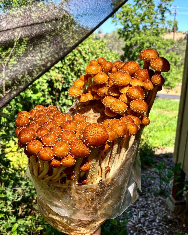 297671292 1023870934944381 7560108028135243443 n 768x960