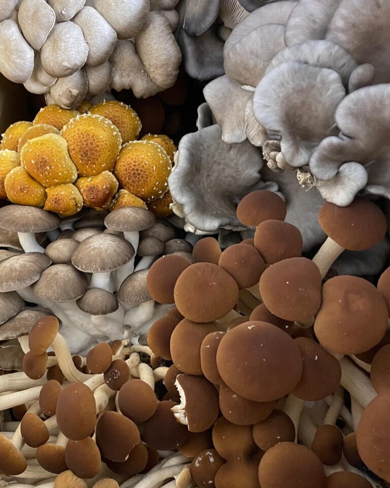 301398901 1037667593564715 7425708611168460301 n 768x960