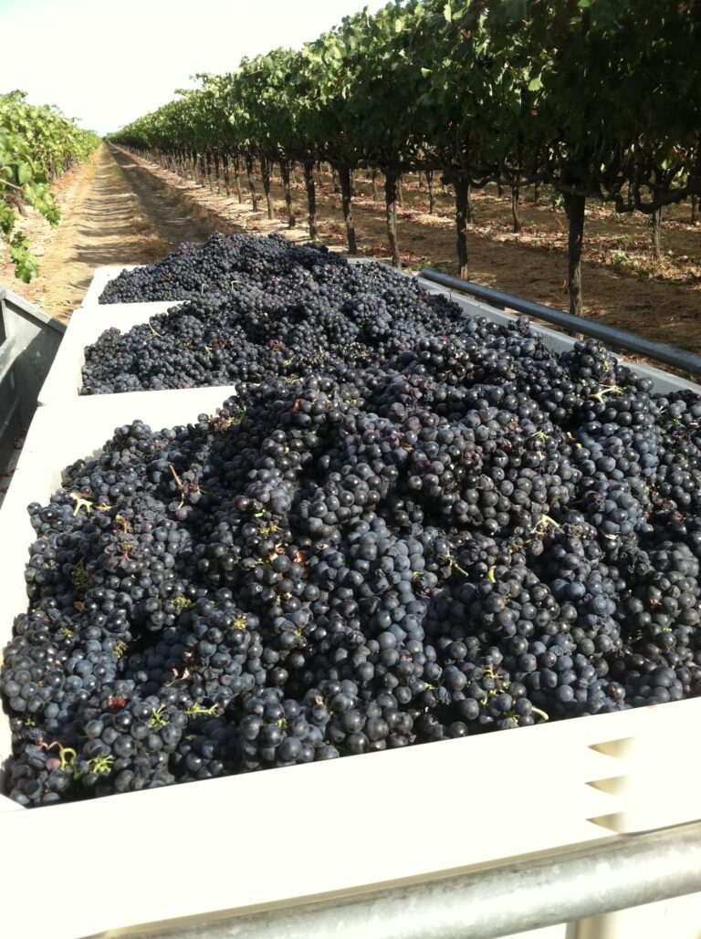 303631512 450637980414659 6424712461893043508 n 768x1029