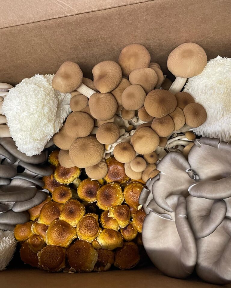 309345057 791702685554859 5151105068756184826 n 768x957