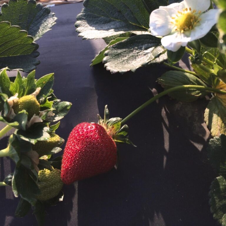 311272523 126694776825585 698940314542916299 n 768x768