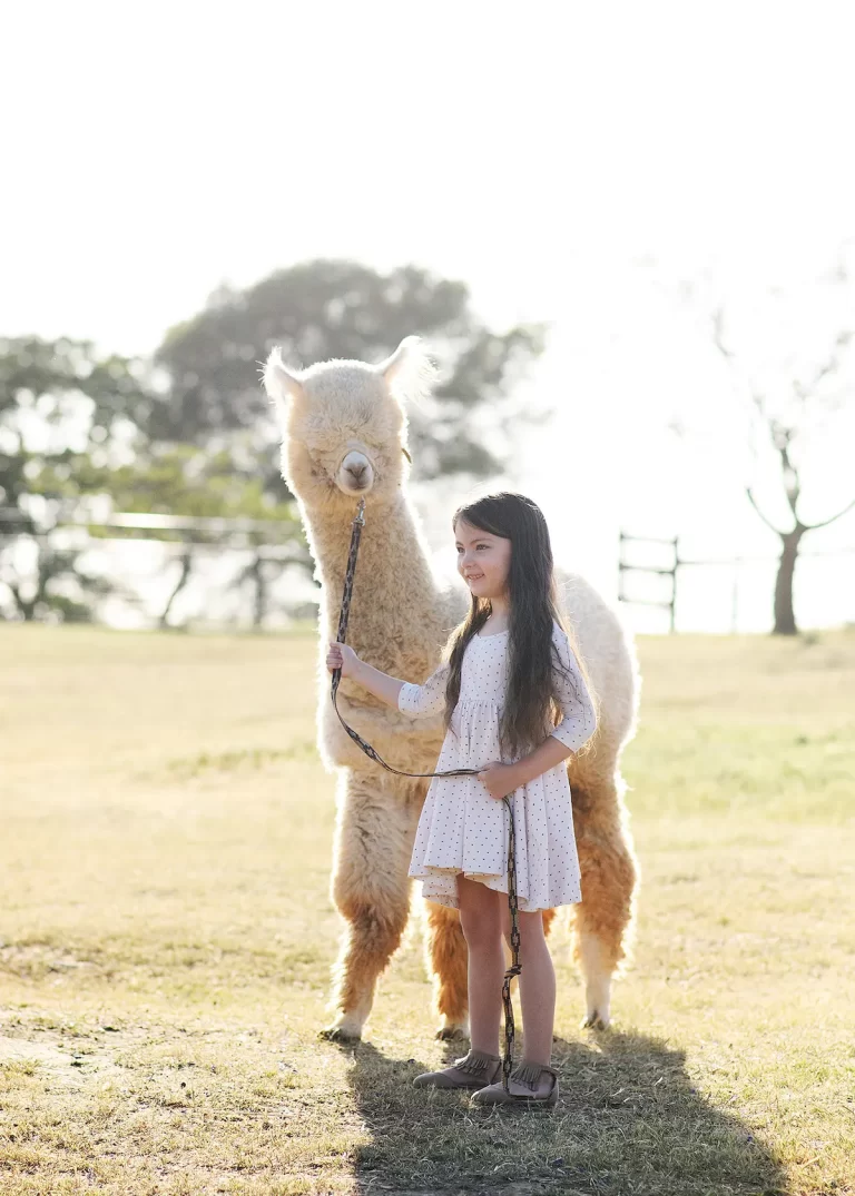 Alpacasimage 768x1075