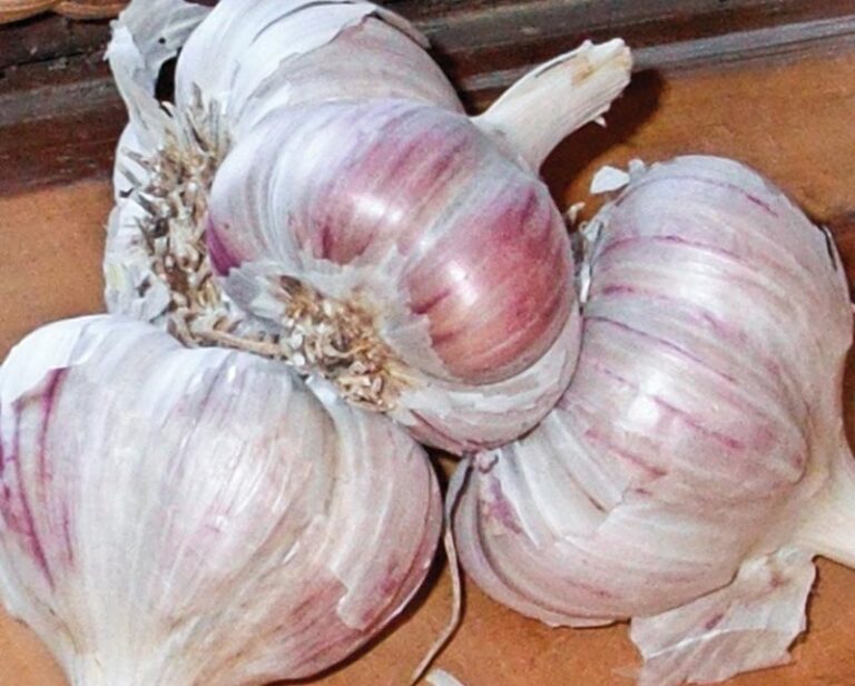 Belly Rub Image 768x616