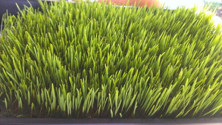 Belly rub Image2 768x433