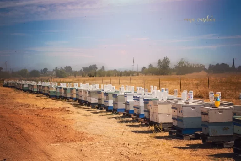 IMG 1496 1638249588 768x513