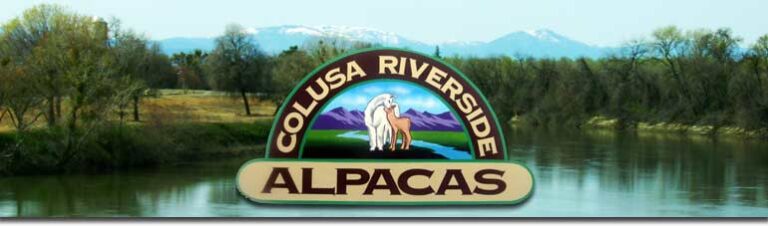 alpacas in california 768x226