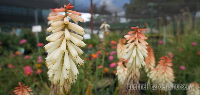 bgn red hot poker 768x366