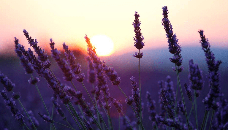 lavendar 1 768x438