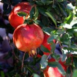 pomegranates 150x150 1
