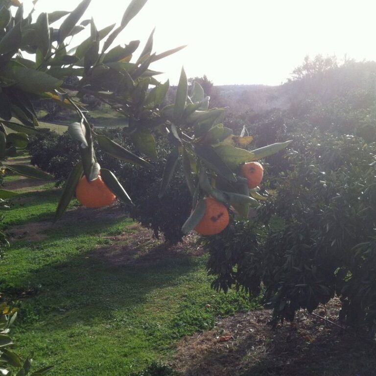 10338622 761105817262355 8040007973171587913 o 768x768