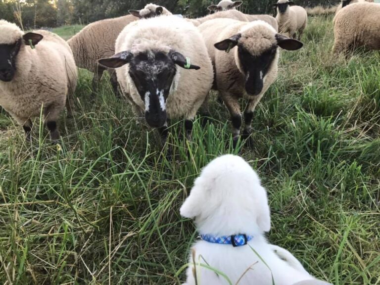 107537715 856701881400162 299569014980399205 n 768x576