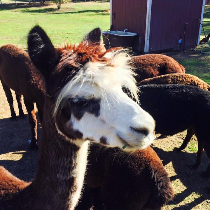 11219400 1056560827708387 2708868902292196758 n