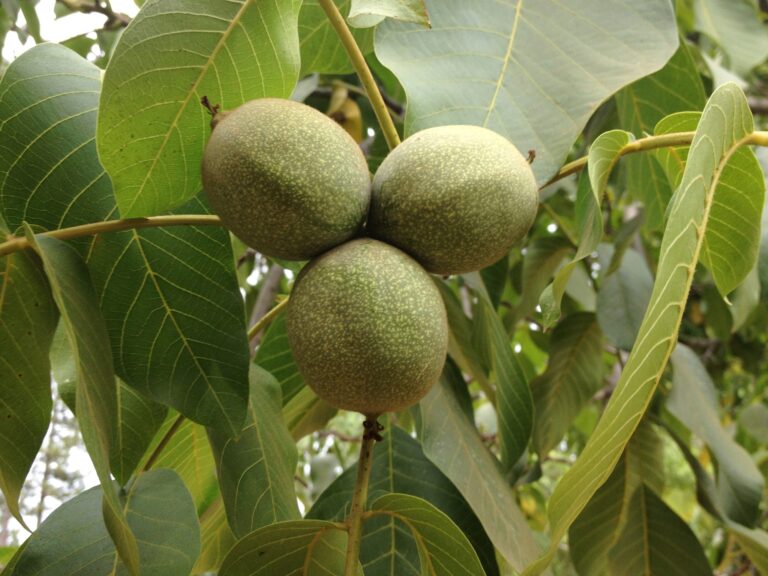 11953652 612201452252272 641782834883155488 o 768x576