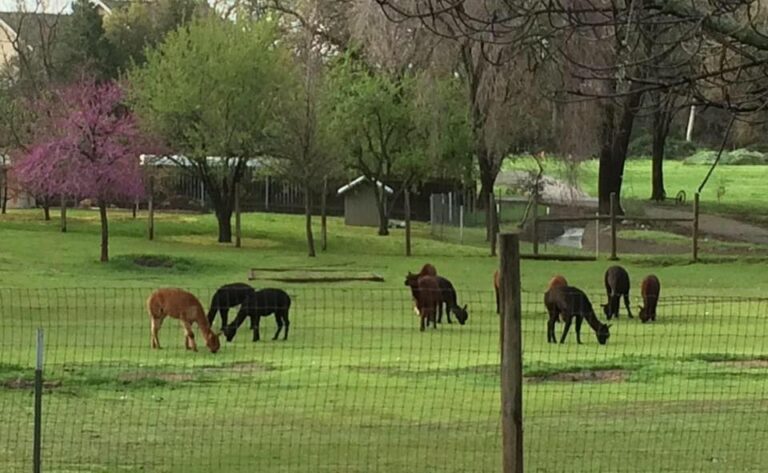 12688173 1116105818420554 908775502417385588 n 1 768x473