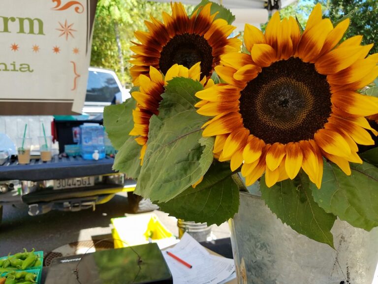 14089048 1170809216316040 8595574651091061607 n 768x576