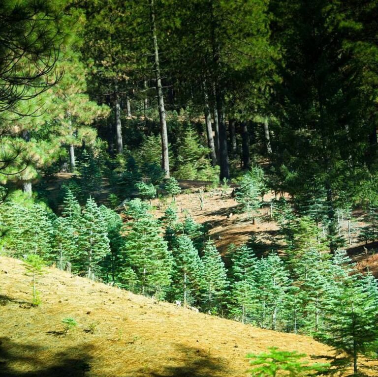 20915650 1135054946594879 9072378770755421682 n 768x767