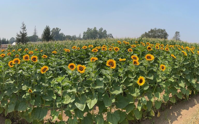 240596150 10158074476601269 1690909852909108799 n 768x479