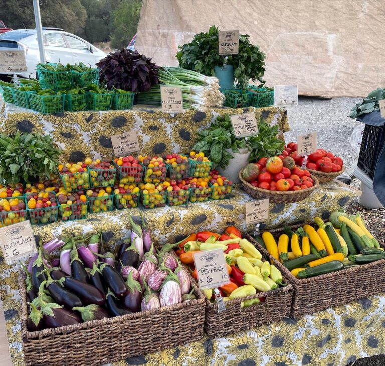 241290078 10158099413831269 4580234039825320639 n 768x731