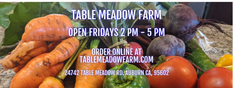 249299565 399959755137626 6612462073251396108 n 768x292