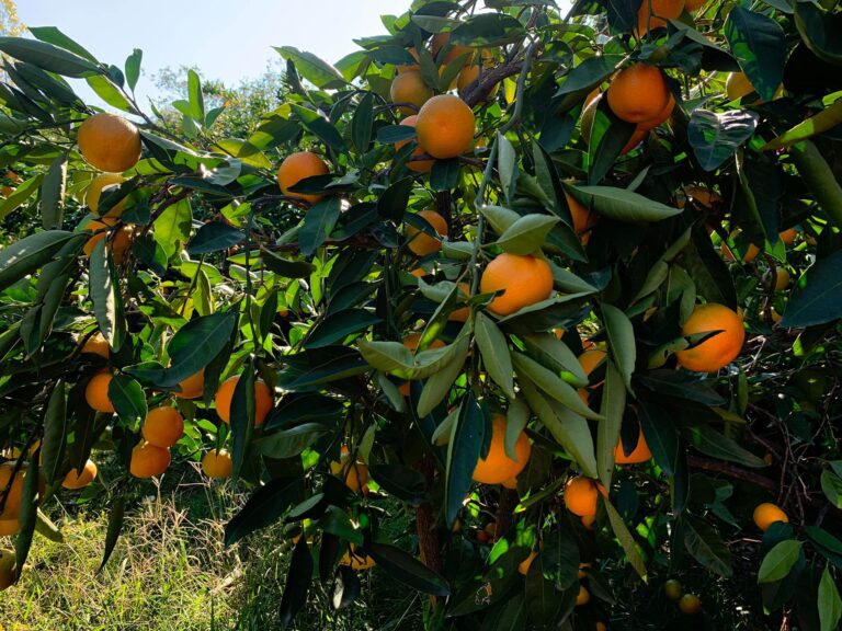 259027176 133420029054117 480072695716864270 n 768x576