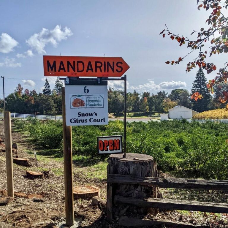 271931479 4699054196887893 813136259156186086 n 768x768