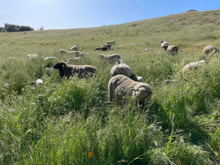 278813187 1274542962949383 3116187413355793253 n 768x576