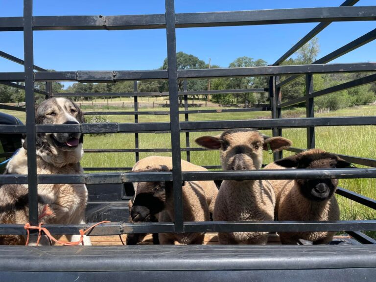 279565261 1285734958496850 3939709953780943475 n 768x576