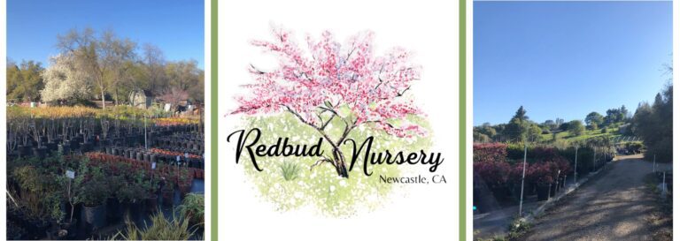 291324660 429995489140341 2787691073779447419 n 768x273