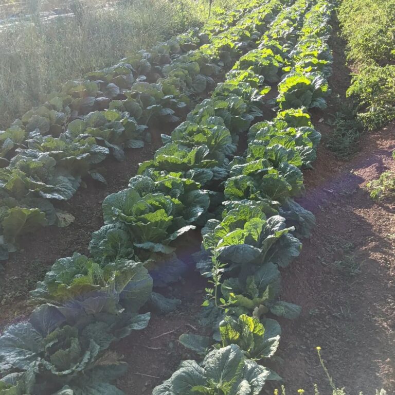 304882080 582828323634101 7412590200333193469 n 768x768