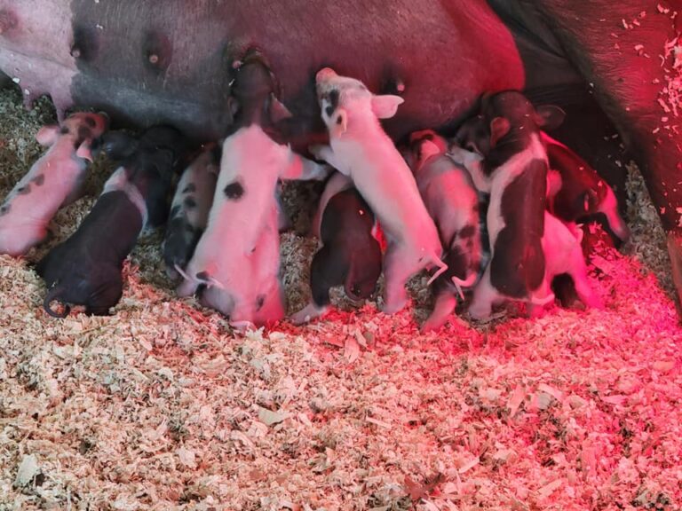 307092389 537240555071652 8003409159973658061 n 768x576