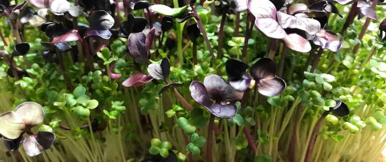 57bb33 1a3de1f8e8e94cb982b8e0cc34f0f4fa mv2 768x323