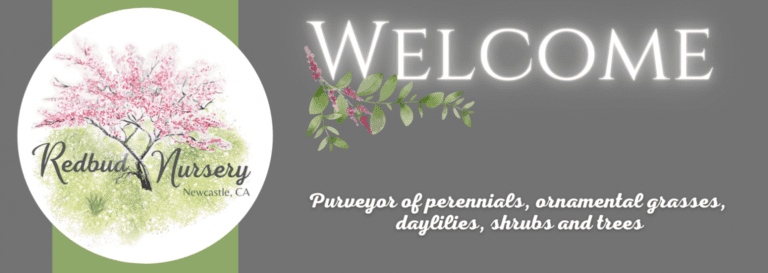 Redbud Nursery Website Headers 6 1536x545 1 768x273