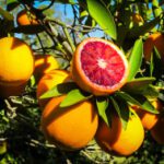 cut citrus on tree