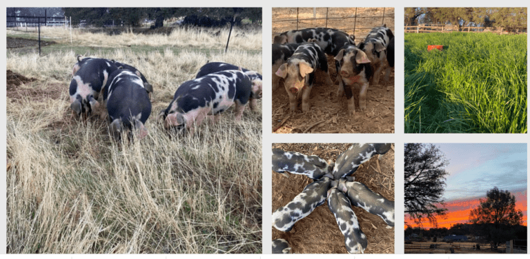 collage pics 768x376