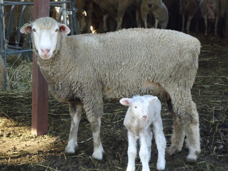 sheep 2013 1 1 768x576