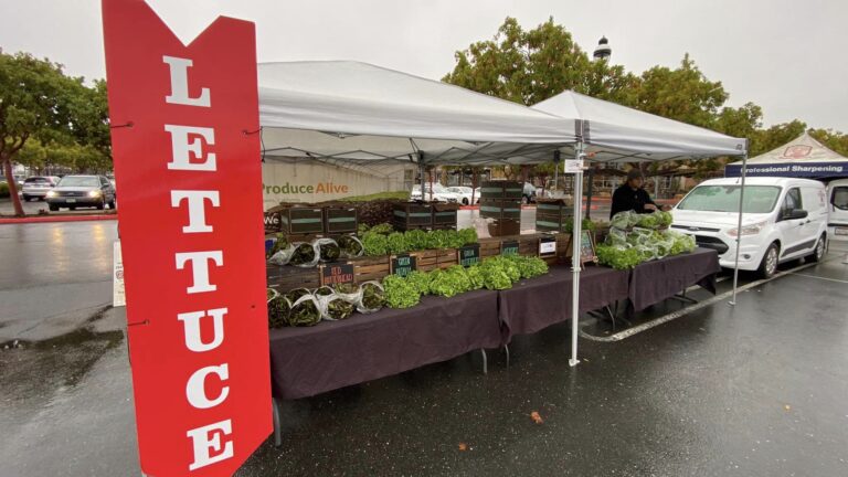 322012611 1195905188013621 8830836116992132846 n 768x432