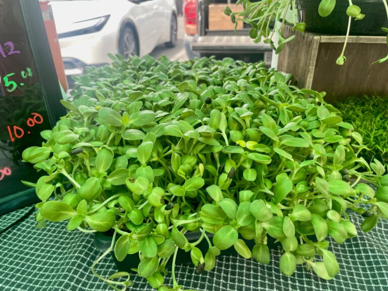 Microgreens 768x576