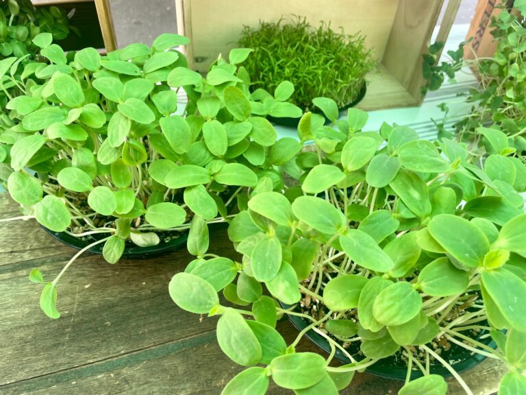 microgreens2 768x576