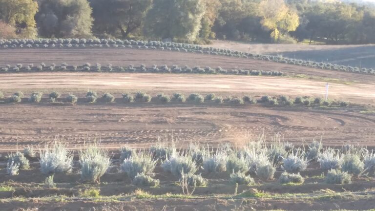 405066591 122111120084113623 4453626896581527506 n 768x432