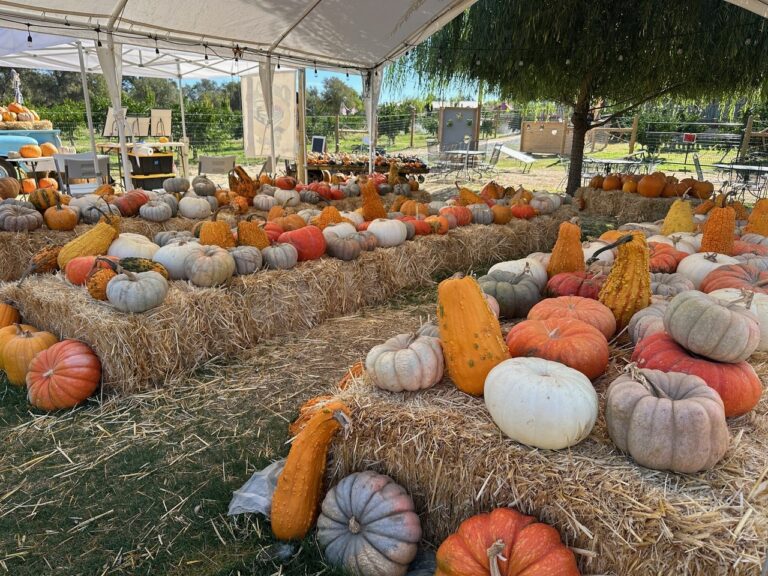 Pumkins 768x576