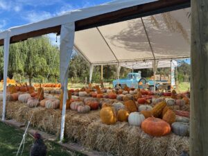 pumpkins 300x225