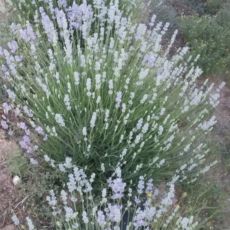 IMG 20240702 114038 740 768x768