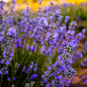 IMG 20240702 114038 867 300x300