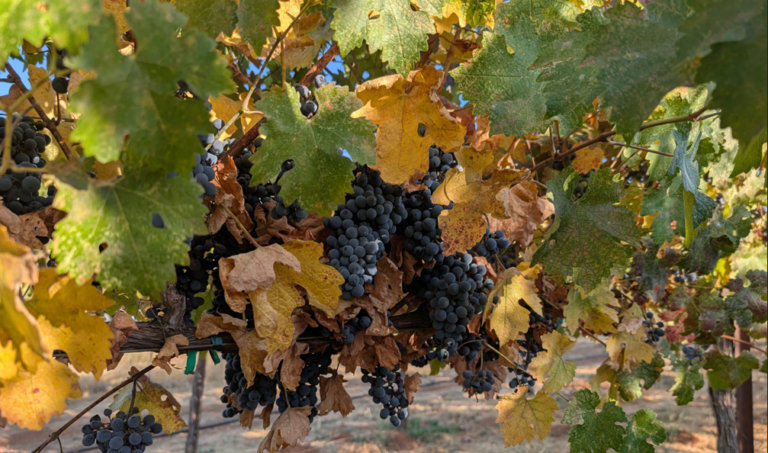 Screenshot 2026 01 27 130705 768x453