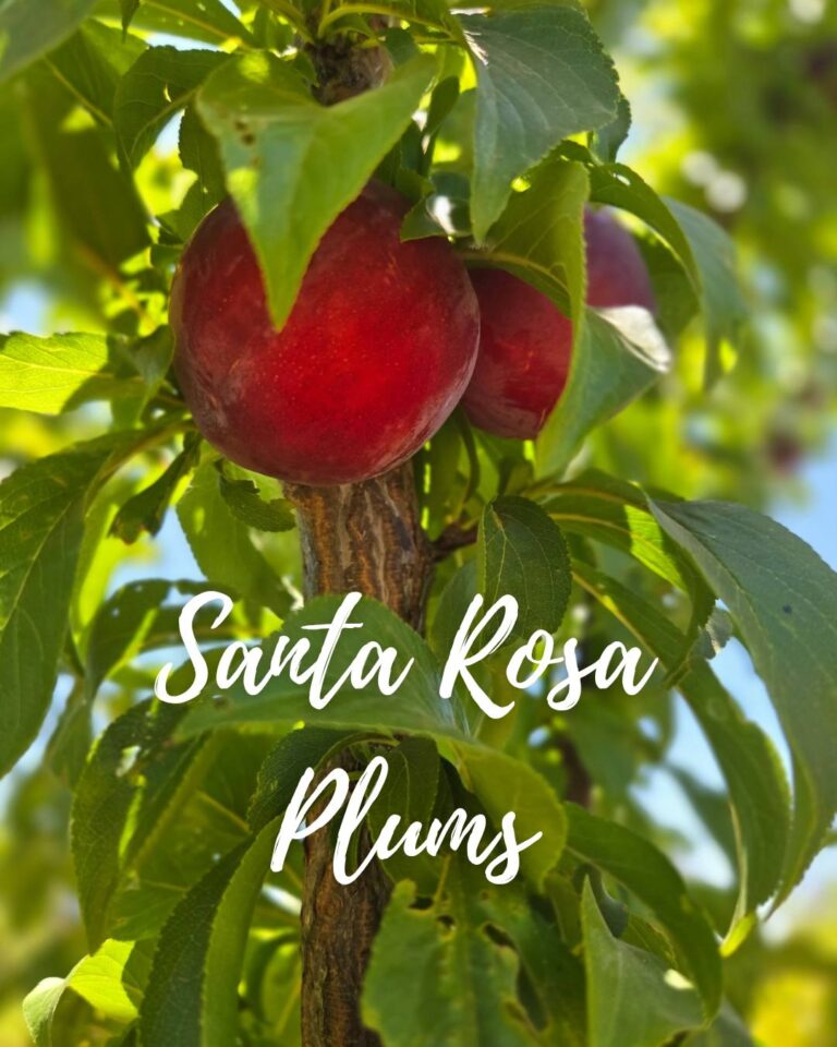 512657947 555721710892659 8935808645522980350 n 768x960