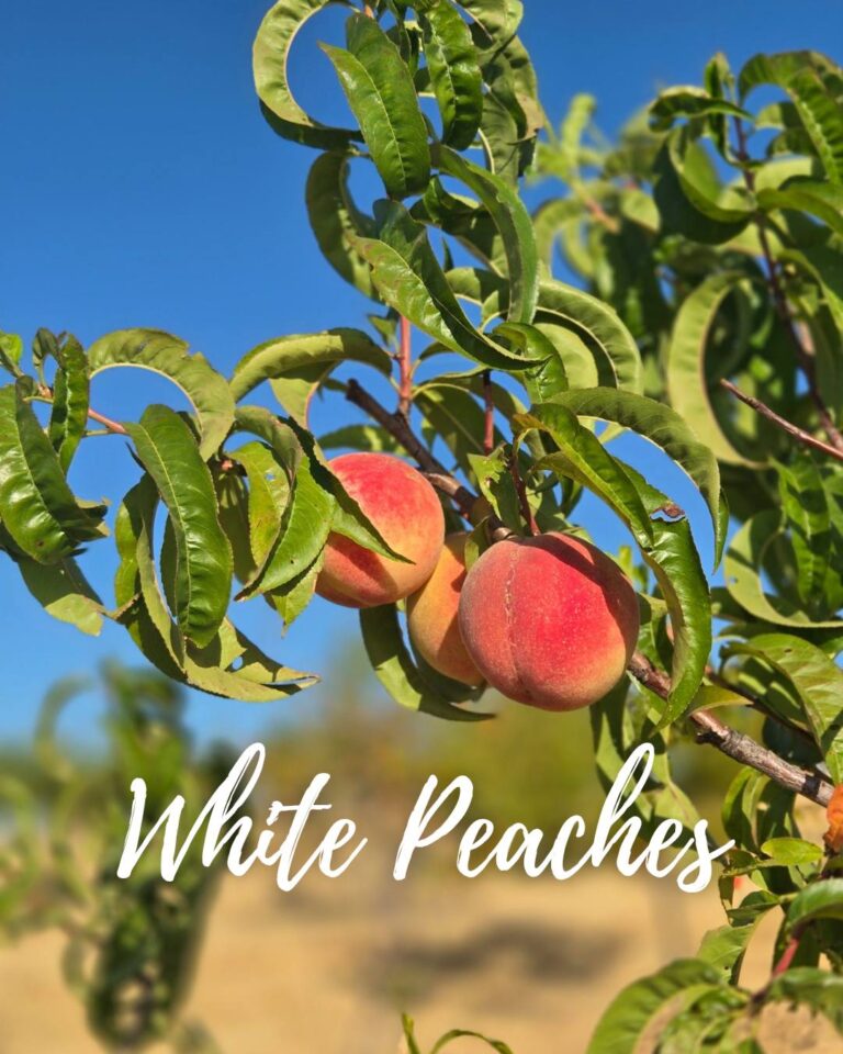 513891154 555721674225996 4627478627323004558 n 768x960