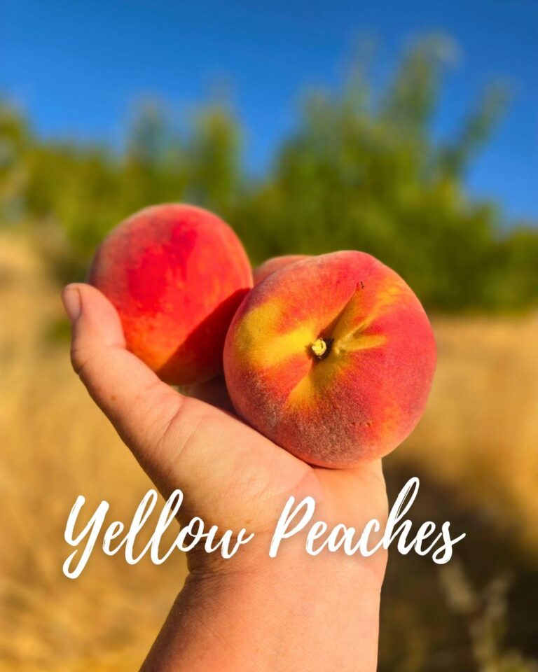 513906023 555721570892673 4966394969078001012 n 768x960